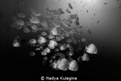 Silvery sides... by Nadya Kulagina 